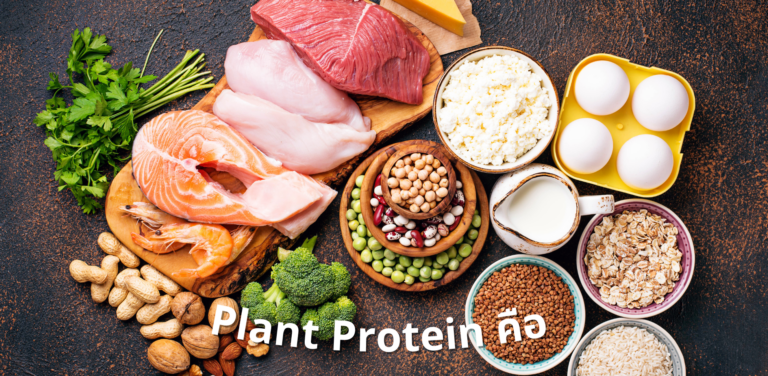 plant protein คือ